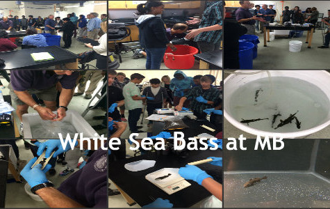 Raising White Sea Bass at Mission Bay