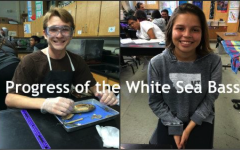Progress of the White Seabass