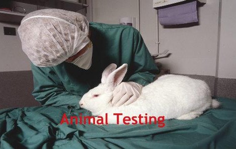 Animal Testing is Questionable